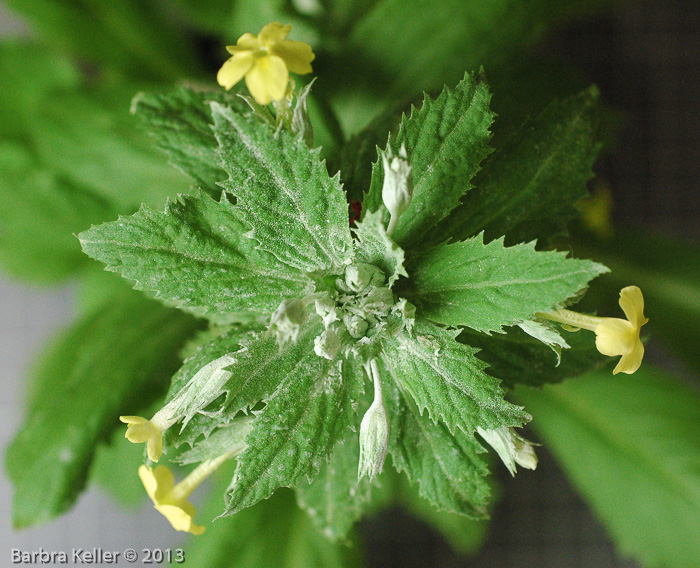 <i>Primula involucrata </i>