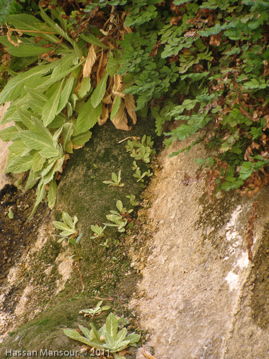 <i>Primula involucrata </i>