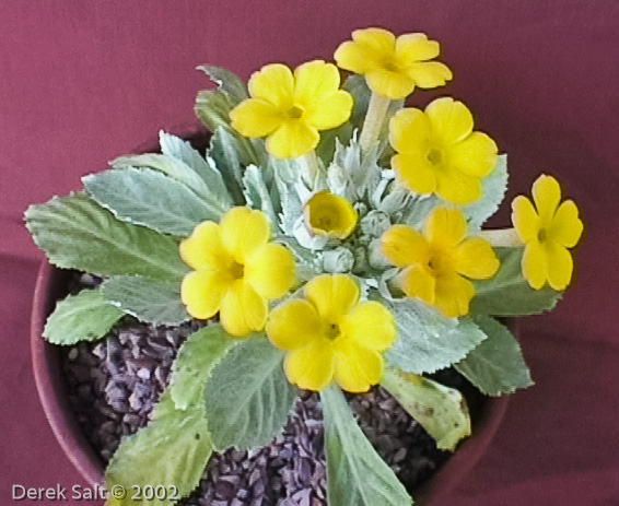 <i>Primula involucrata </i>