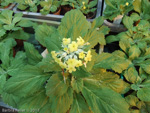 <i>Primula involucrata </i>