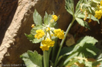 <i>Primula involucrata </i>