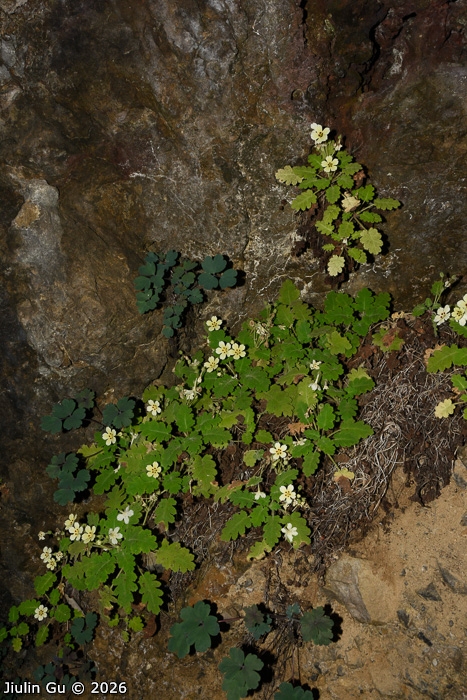 <i>Primula jiangyouensis </i>