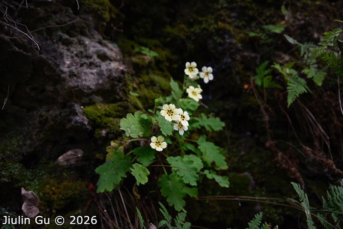 <i>Primula jiangyouensis </i>