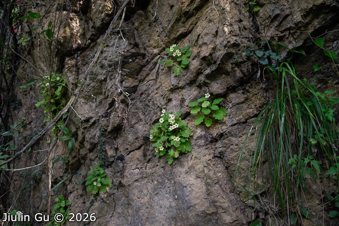 <i>Primula jiangyouensis </i>