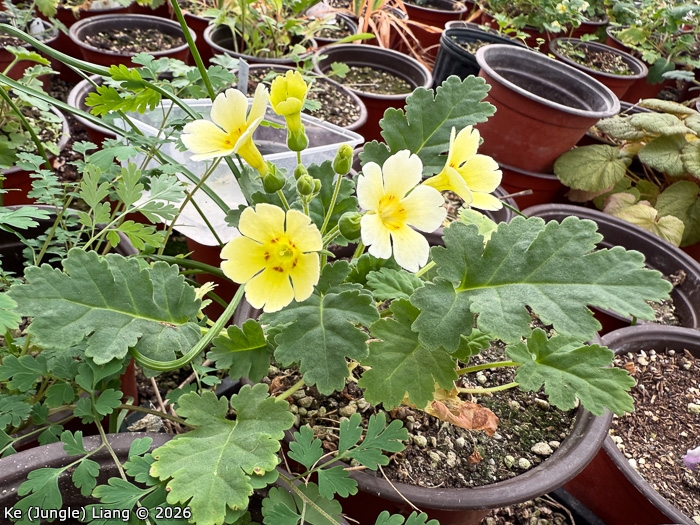 <i>Primula jiangyouensis </i>