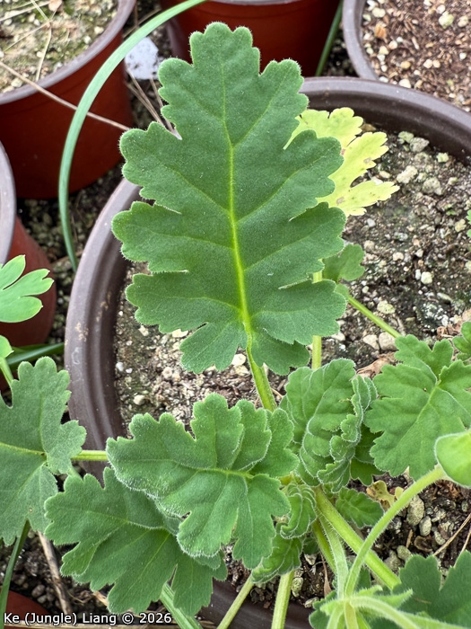 <i>Primula jiangyouensis </i>