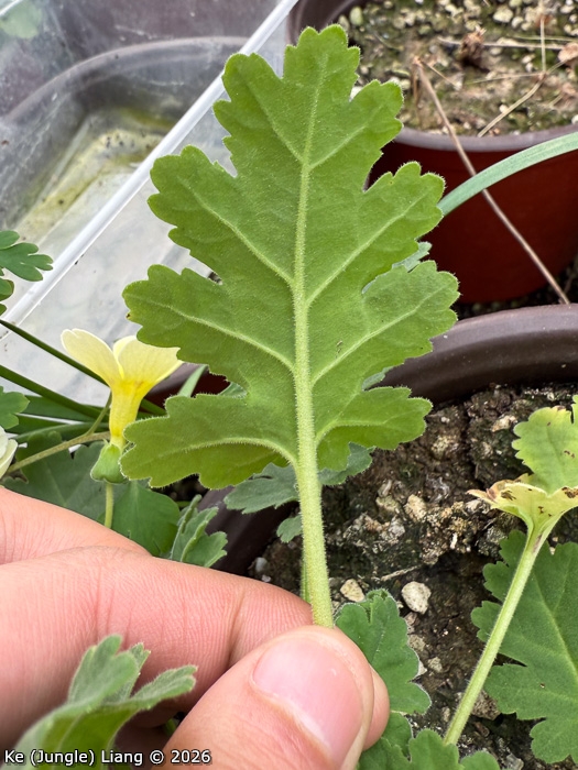 <i>Primula jiangyouensis </i>