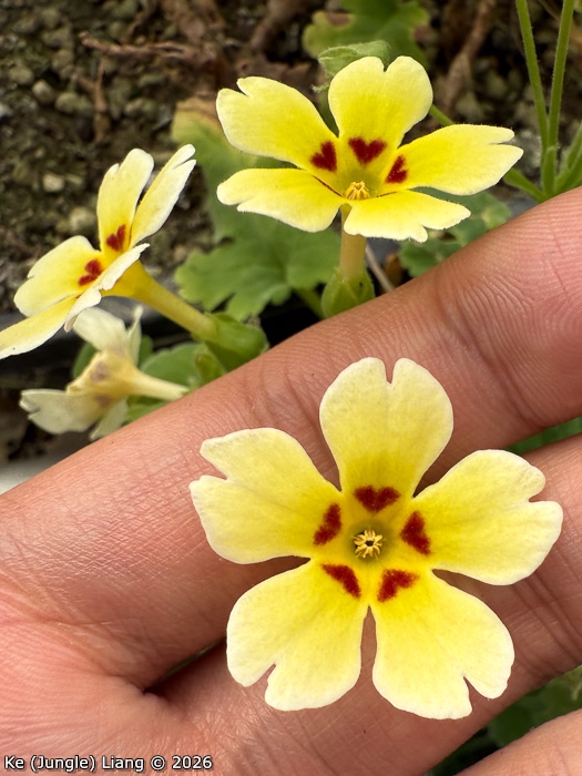 <i>Primula jiangyouensis </i>