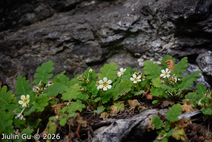 <i>Primula jiangyouensis </i>