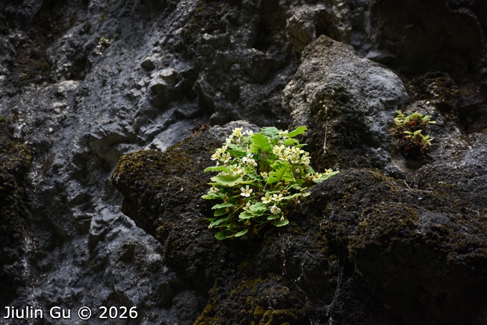 <i>Primula jiangyouensis </i>