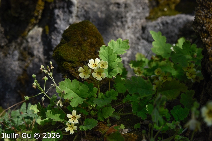<i>Primula jiangyouensis </i>