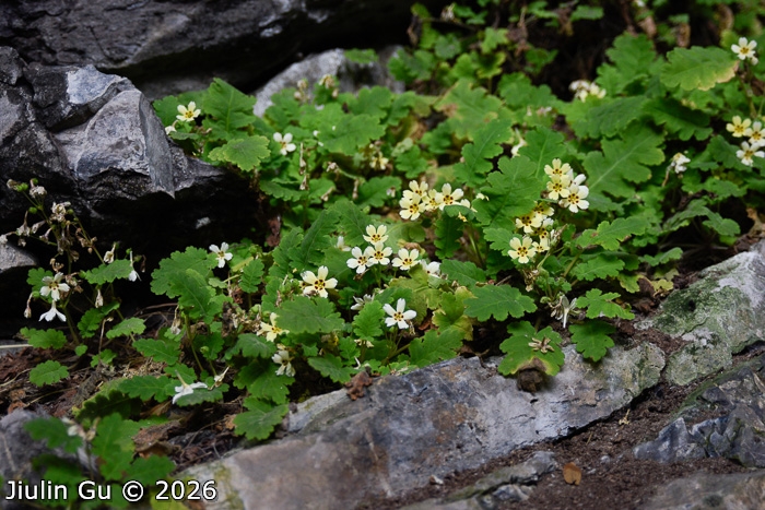 <i>Primula jiangyouensis </i>