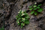 <i>Primula jiangyouensis </i>