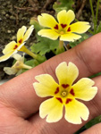 <i>Primula jiangyouensis </i>