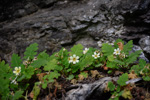 <i>Primula jiangyouensis </i>