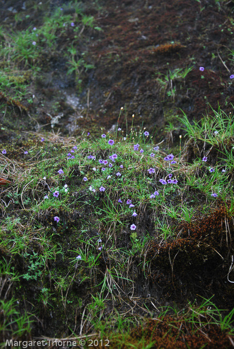 <i>Primula jigmediana </i>