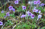 <i>Primula jigmediana </i>