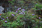 <i>Primula jigmediana </i>