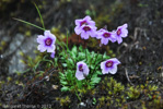 <i>Primula jigmediana </i>