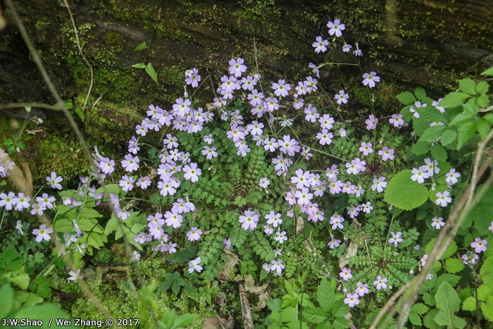 <i>Primula jiugongshanensis </i>