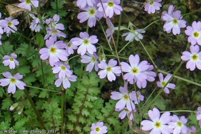 <i>Primula jiugongshanensis </i>