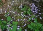 <i>Primula jiugongshanensis </i>
