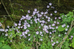 <i>Primula jiugongshanensis </i>