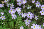 <i>Primula jiugongshanensis </i>