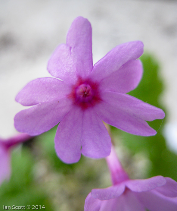 <i>Primula kaufmanniana </i>