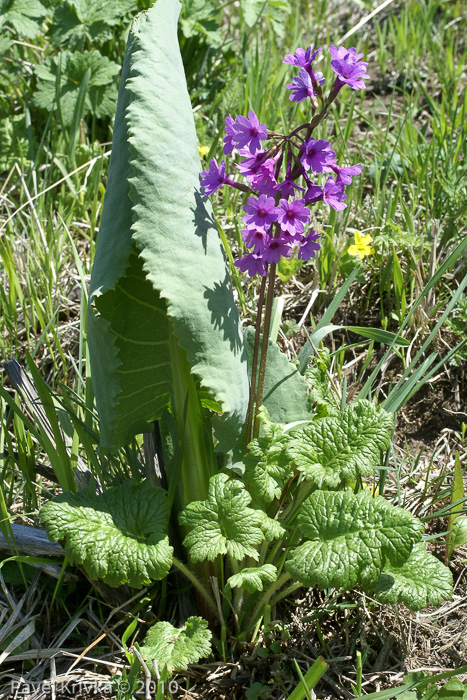 <i>Primula kaufmanniana </i>