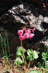 <i>Primula kaufmanniana </i>