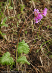 <i>Primula kaufmanniana </i>