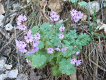 <i>Primula kaufmanniana </i>