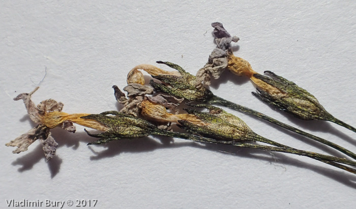<i>Primula kawasimae </i>