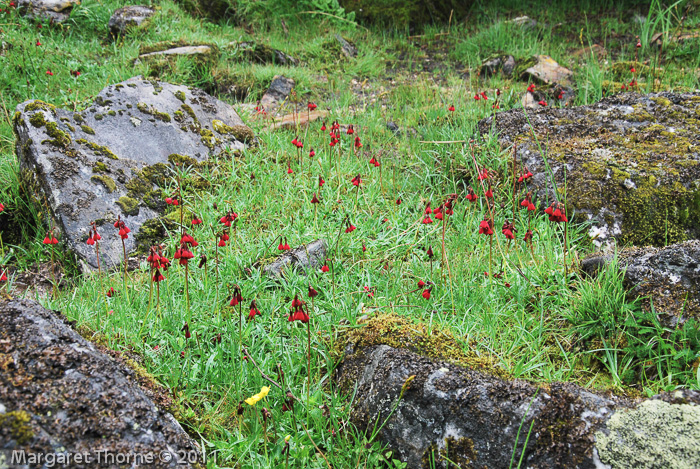 <i>Primula kingii </i>