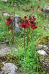 <i>Primula kingii </i>