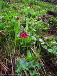 <i>Primula kingii </i>