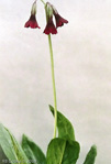<i>Primula kingii </i>