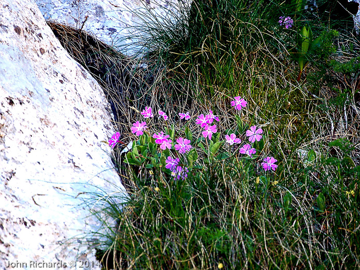 <i>Primula kitaibeliana </i>