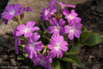 <i>Primula kitaibeliana </i>