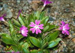 <i>Primula kitaibeliana </i>