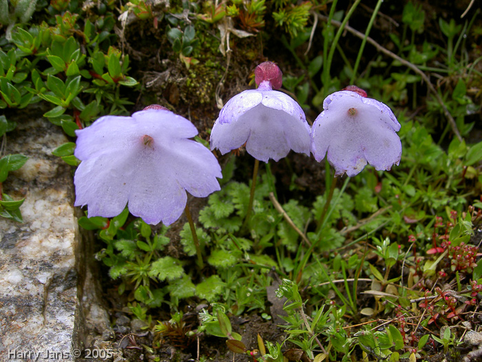 <i>Primula klattii </i>