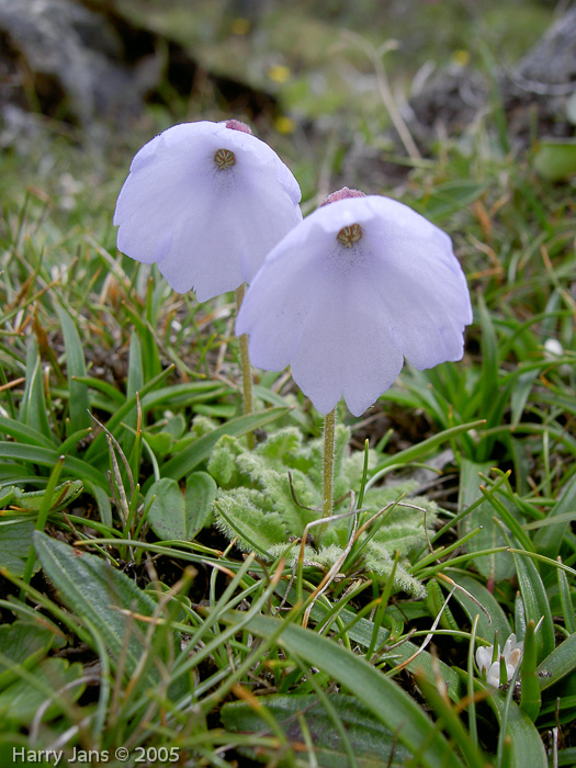 <i>Primula klattii </i>