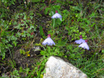 <i>Primula klattii </i>