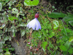 <i>Primula klattii </i>