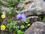 <i>Primula klattii </i>