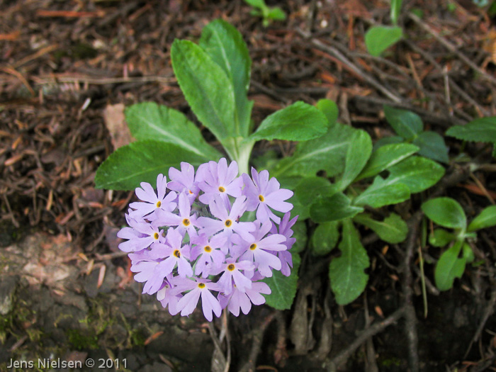 <i>Primula knuthiana </i>