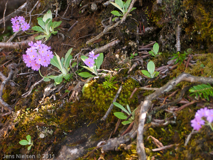 <i>Primula knuthiana </i>