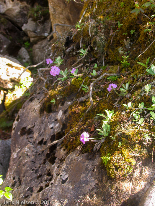 <i>Primula knuthiana </i>