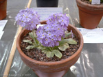 <i>Primula knuthiana </i>